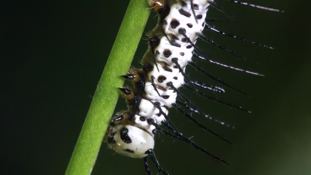 얼룩말 longwing 나비 애벌레는 나뭇가지에 산책