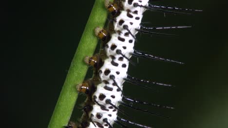 oruga de mariposa de ala larga de cebra camina sobre una rama