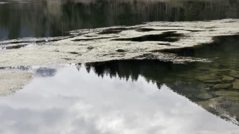 Moss-covered-clear-waters-of-Obersee-lake-creating-calm-scene,Switzerland