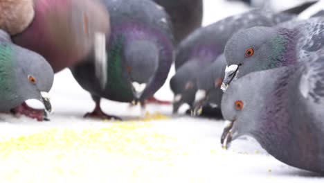 pigeons feeding in the snow