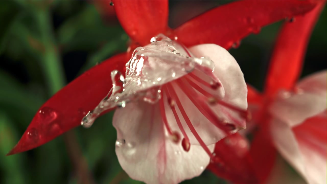 Rallentatore di gocce d'acqua che cadono su un fiore di fucsia rosso e bianco