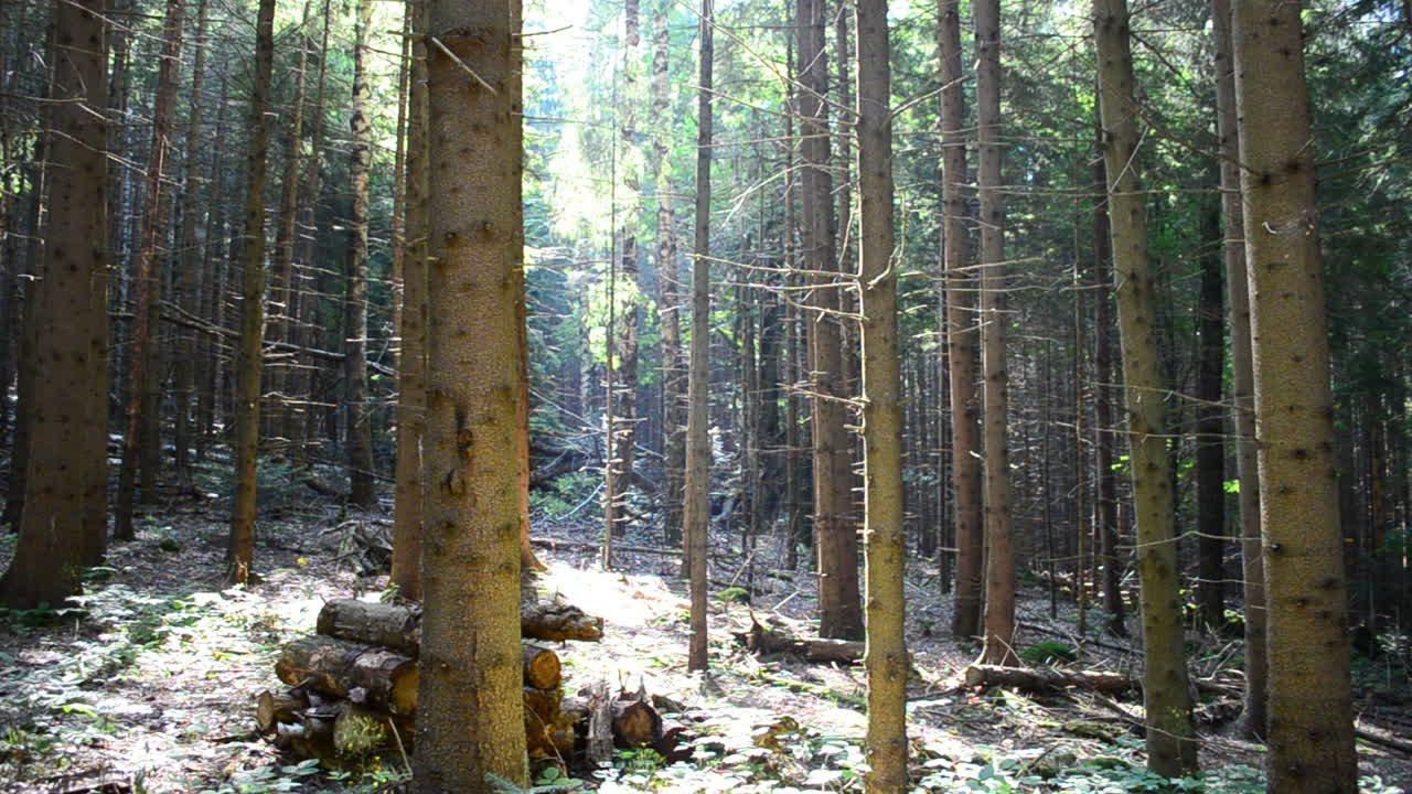 Fotografering i fyrreskoven. Fyrretræer og skov