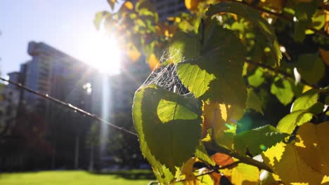 la luz del sol filtrándose a través de las hojas con el telón de fondo de la ciudad