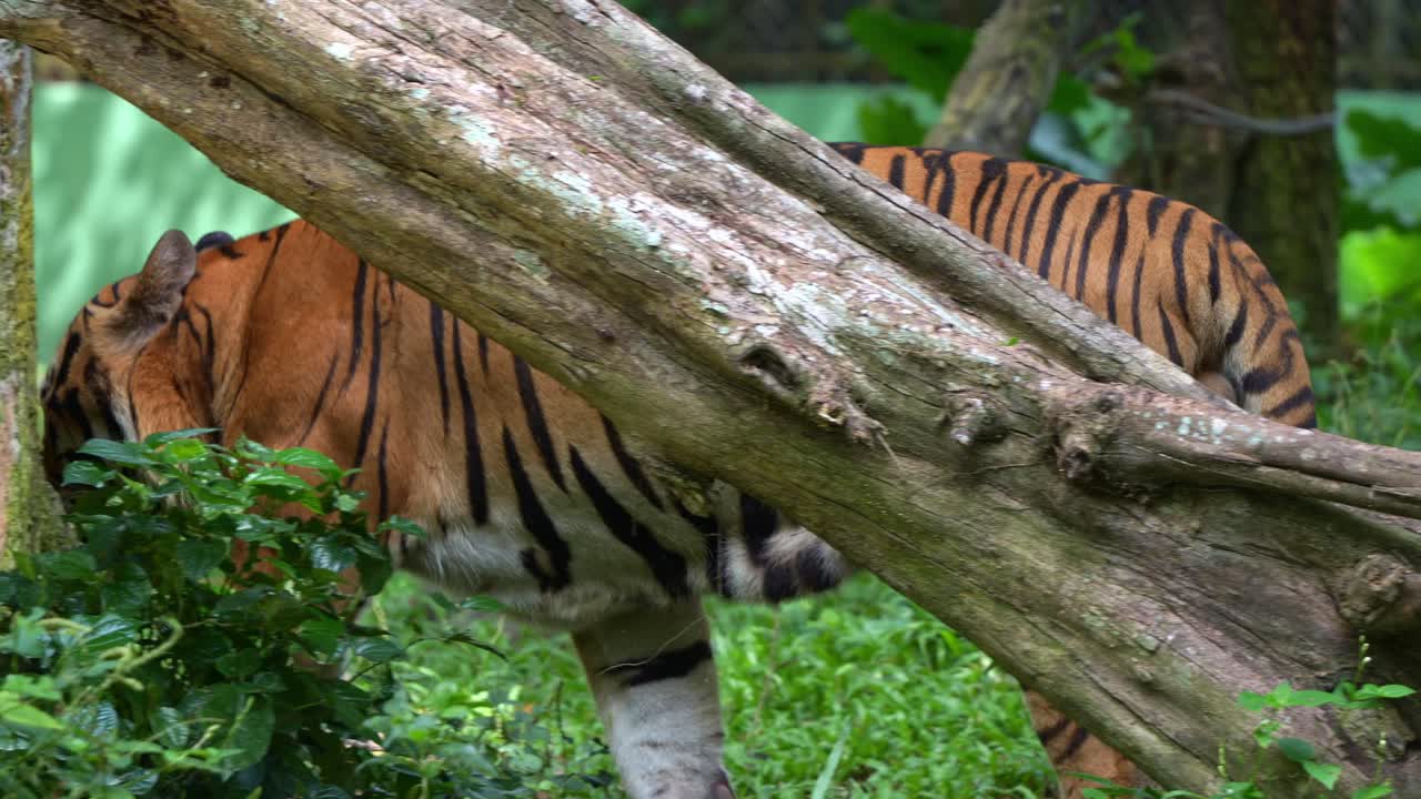 Close up shot of a critically endangered apex predator, a yawning Malayan tiger (Panthera tigris tigris) with beautiful orange fur and black stripes, walking around and wondering the surroundings.