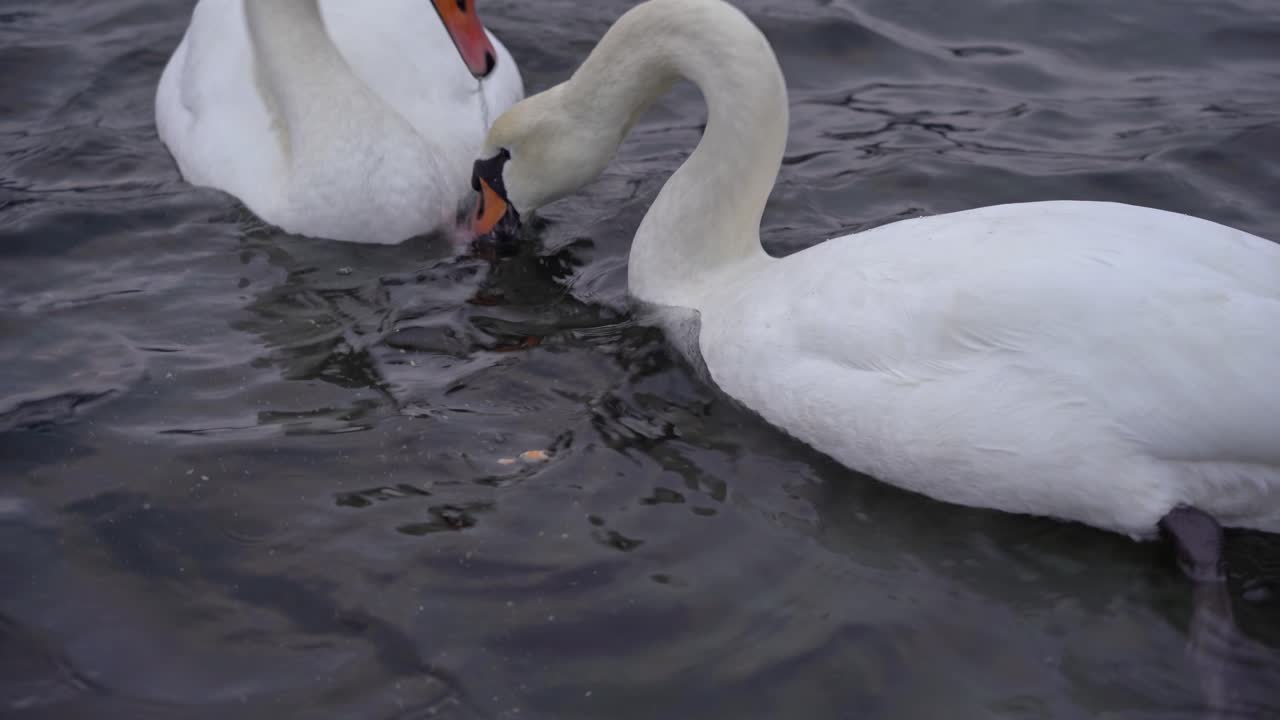 tres cisnes mudos hambrientos comiendo pequeños trozos de pan arrojados al fiordo - cierre estático de 3 hermosos cisnes salvajes en el fiordo de noruega durante el invierno