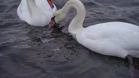 three hungry mute swans eating small pieces of bread thrown into fjord - static closeup of 3 beautiful wild swans in norway fjord during winter