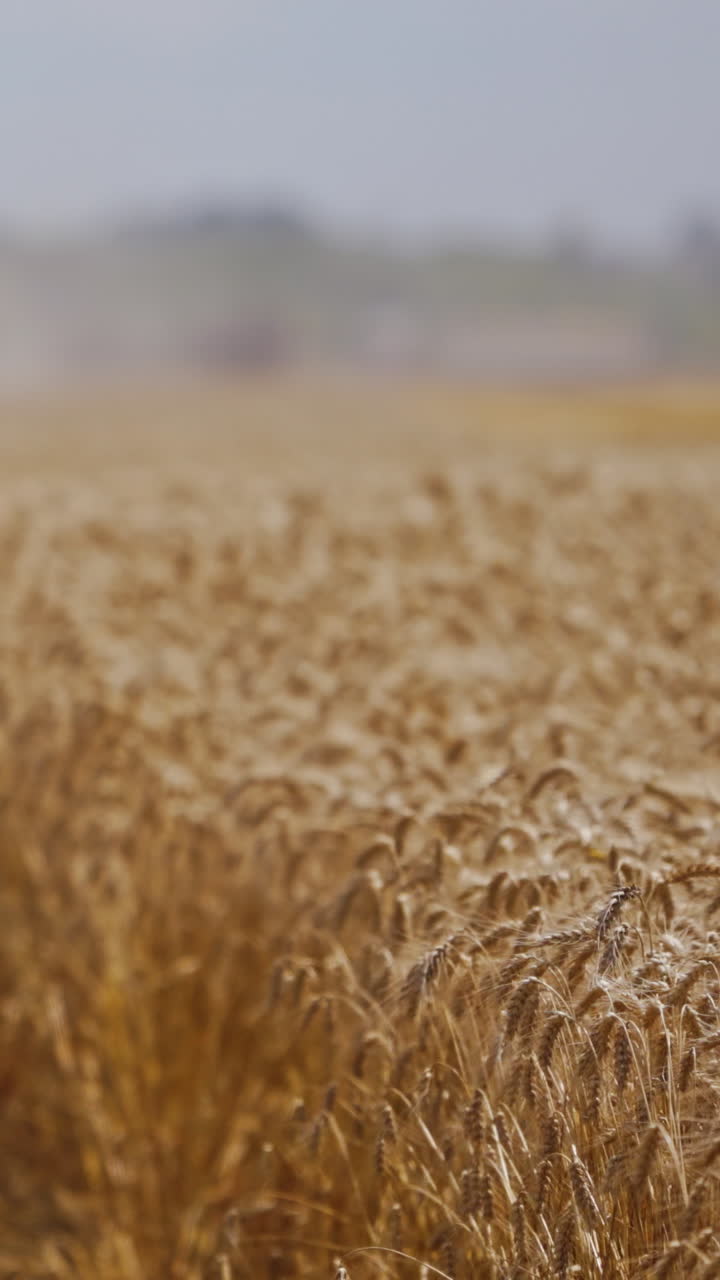 Combine harvest ripe wheat on farm. Harvesting in the process of gathering a ripe crop from the fields Vertical video