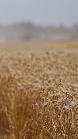combine harvest ripe wheat on farm. harvesting in the process of gathering a ripe crop from the fields vertical video