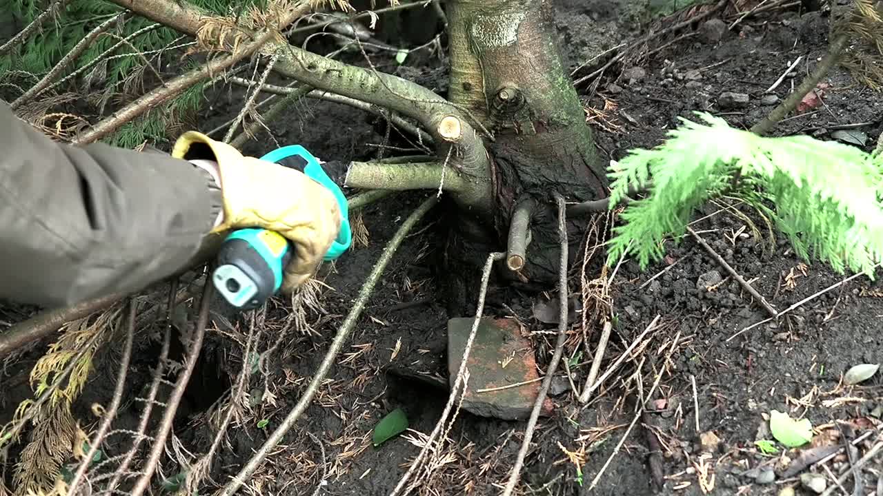 Cutting the low branches of a conifer with electric clippers