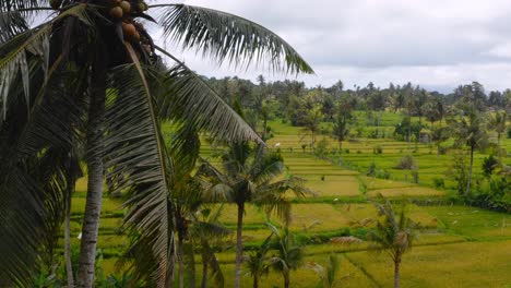 Lange-Blätter-Der-Palmen-Bewegen-Sich-Im-Wind-Hin-Und-Her-Mit-Den-Riesigen-Grünen-Sideman-reisfeldern-In-Bali-Im-Hintergrund-An-Einem-Bewölkten-Tag