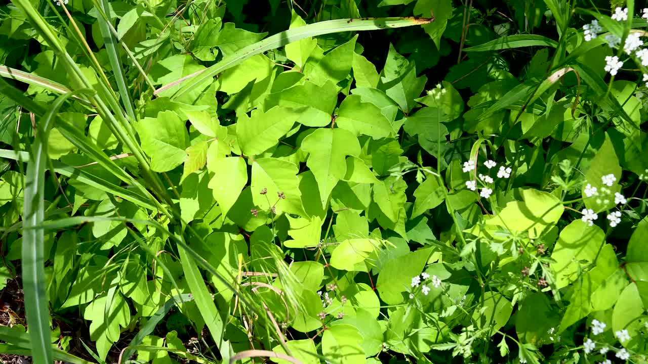 Static video of poison ivy plants blowing in the wind