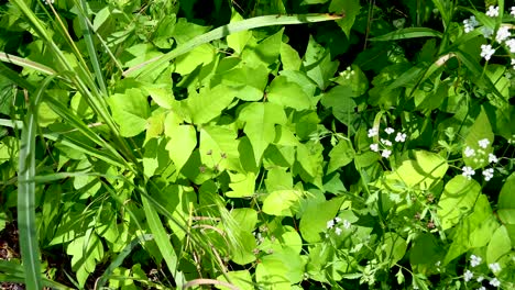 static video of poison ivy plants blowing in the wind
