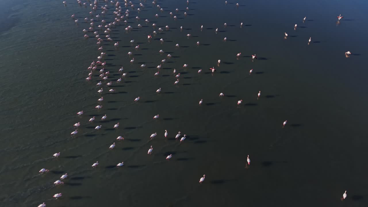 Flamingos gather in large numbers near water during daylight hours