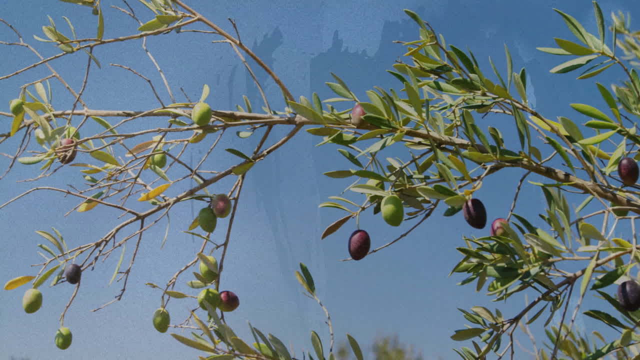 Ripe olives hanging on olive tree branches under clear blue sky