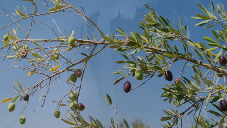 ripe olives hanging on olive tree branches under clear blue sky