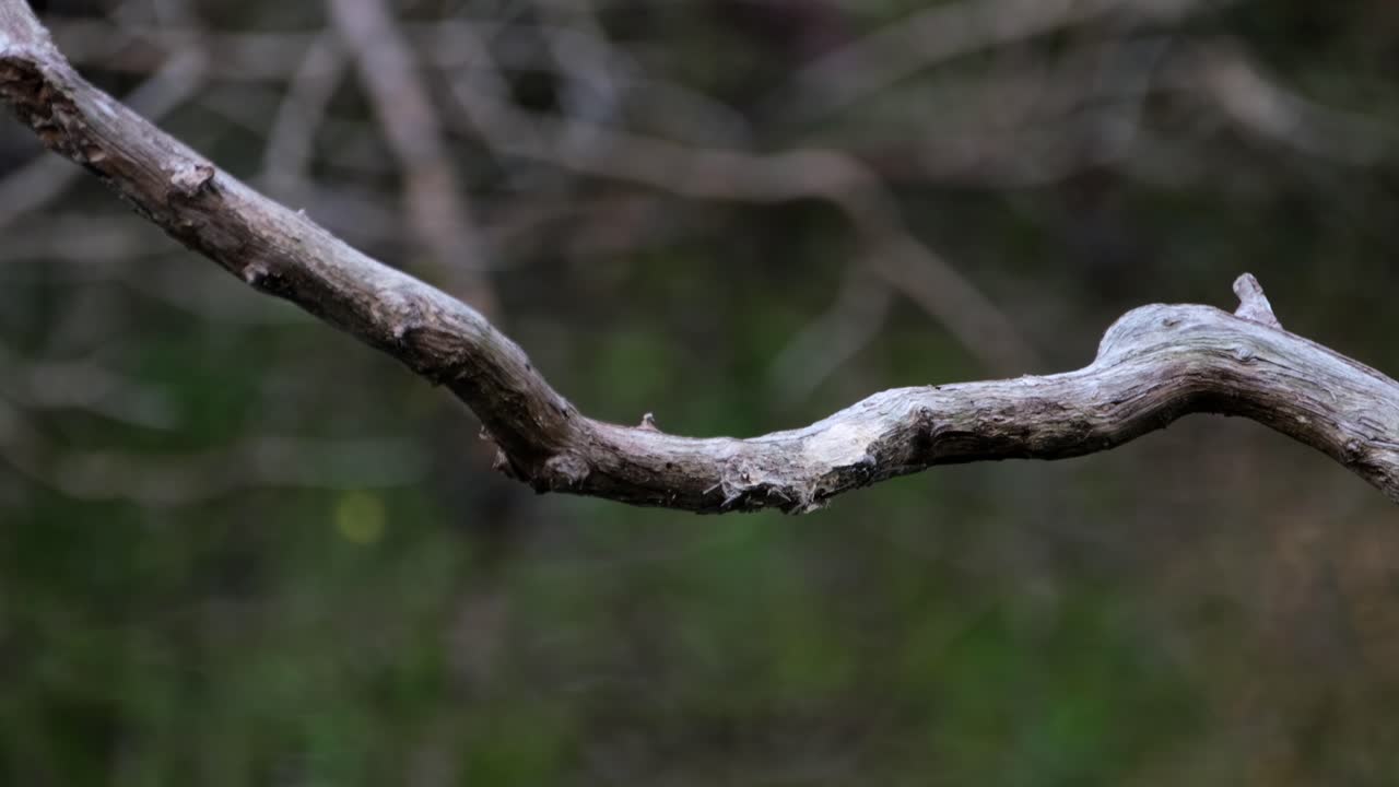 Facing to the right as seen from its front side then flies away towards its back, Black-and-red Broadbill, Cymbirhynchus macrorhynchos, Kaeng Krachan National Park, Thailand
