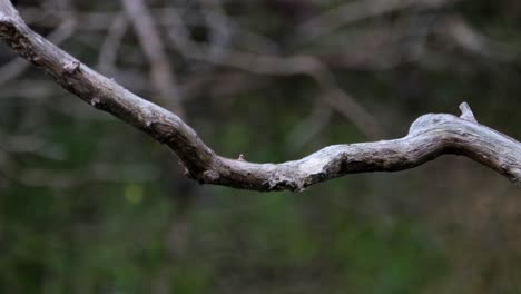 mirando hacia la derecha como se ve desde su parte frontal y luego vuela hacia su espalda, pico ancho negro y rojo, cymbirhynchus macrorhynchos, parque nacional kaeng krachan, tailandia