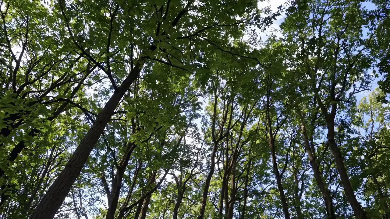 Video sereno con vista hacia arriba de exuberantes copas de árboles verdes contra un cielo azul, capturado desde un ángulo bajo