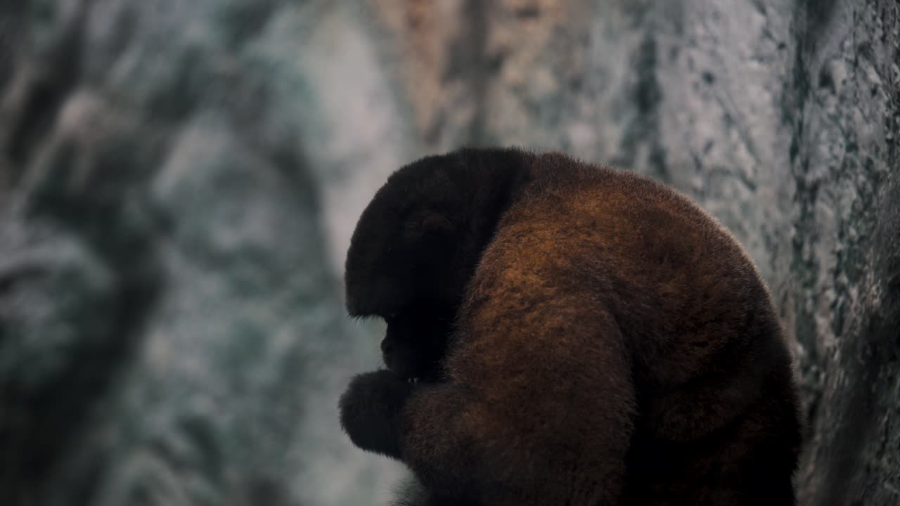 vista de cerca de un titi de cola blanca comiendo