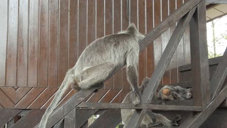 Macaques-sitting-on-a-wooden-staircase-in-a-National-park-in-the-rainforests-of-Borneo-SLOW-MOTION