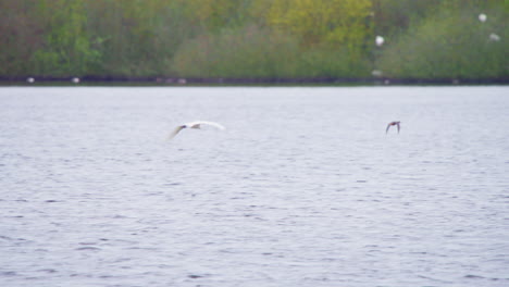 Garceta-Grande-Occidental-Volando-Bajo-Sobre-El-Agua-Del-Lago-Entre-Otras-Aves