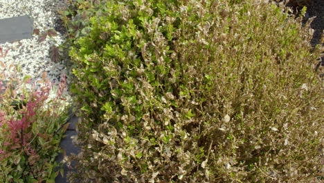 panning shot of box ball bushes suffering from box tree moth caterpillar damage