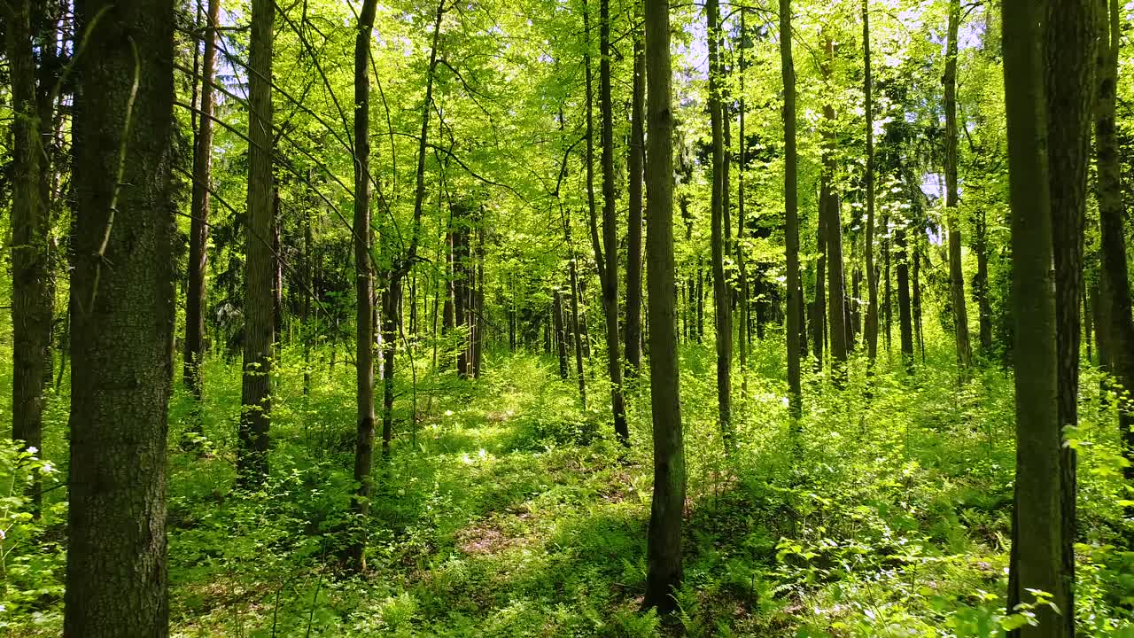 Volare tra gli alberi nella foresta primaverile