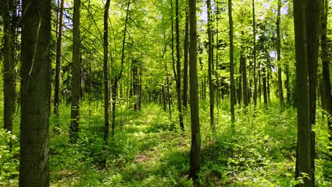 flying between the trees in the spring forest.