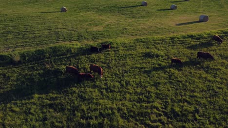 cows grazing at a green field circled alberta canada