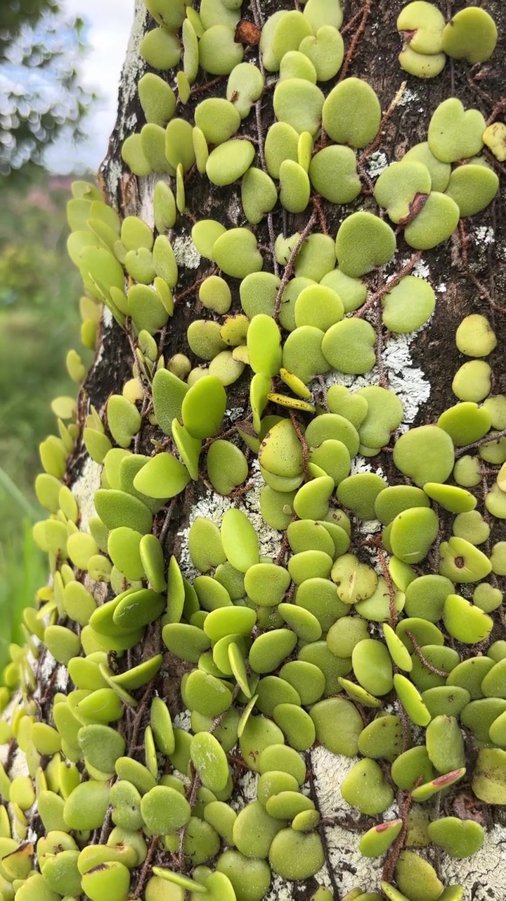 Tampilan Detail Daun Hijau Kecil di Batang Pohon