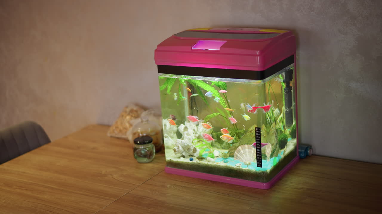 Colorful tropical fish swimming inside small pink home aquarium with plants shells and decorative stones placed on wooden surface near jars flowers and snacks against gray wall background