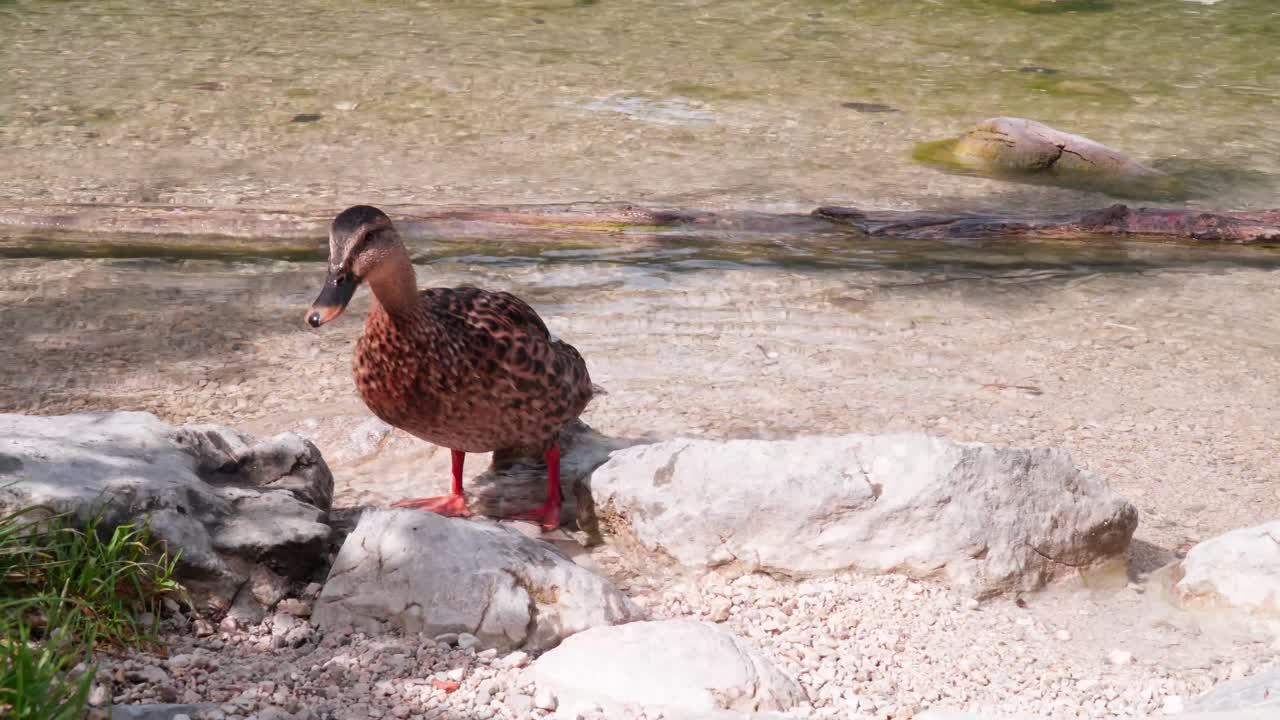 Anatra cerca cibo sulla riva del lago Plansee in Austria