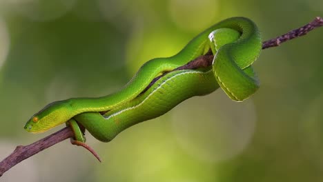 la víbora de labios blancos es una víbora venenosa endémica del sudeste asiático y a menudo se encuentra durante la noche esperando en una rama o rama de un árbol cerca de un cuerpo de agua con muchos alimentos