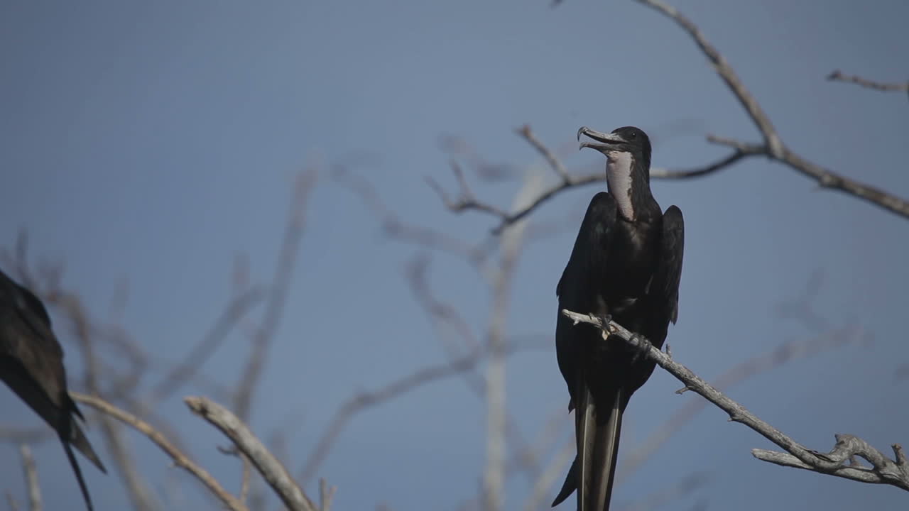 에스콘디도 새 03