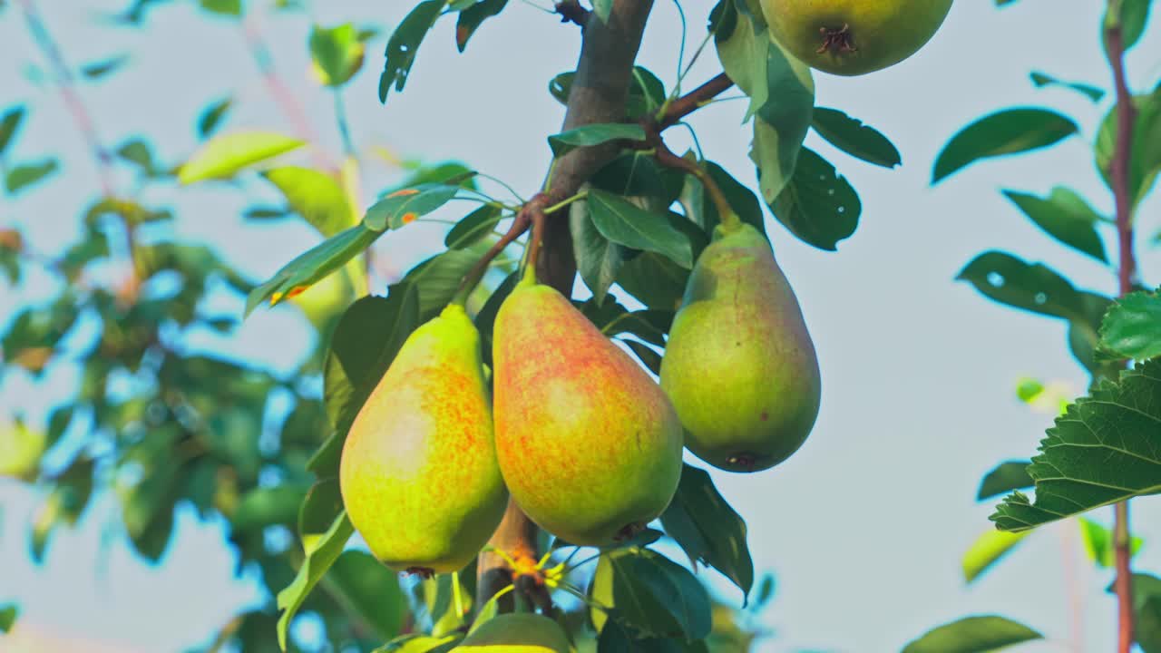Pears hanging on a branch in the orchard during the day