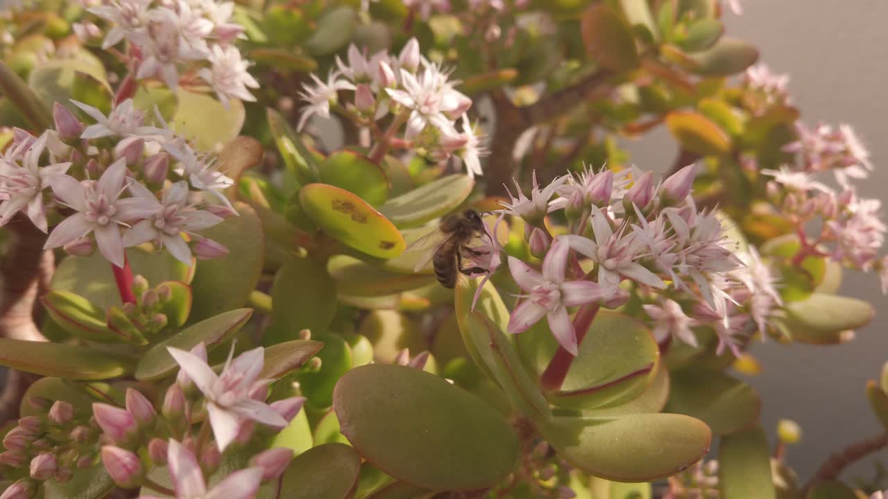 abeja poliniza flor suculenta de jade rosa, cámara lenta de cerca
