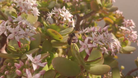 honeybee pollinates pink jade succulent flower, slowmo close up