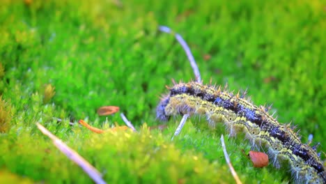 Kleine-Fuchsraupe-(Aglais-Urticae).-Die-Urtikaria-Raupe-Kriecht-In-Den-Strahlen-Der-Untergehenden-Sonne.