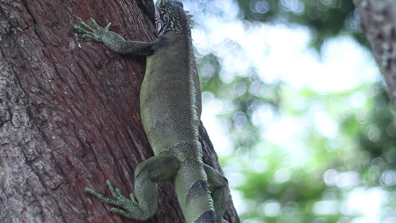 Close up of green iguana climbing a tree in the South American tropical rainforest
