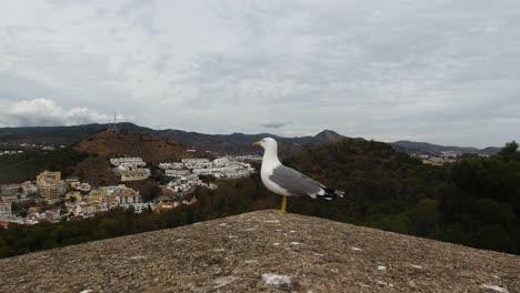 vista cercana de la magnífica gaviota sentada en la parte superior de la pared contra el panorama de la ciudad