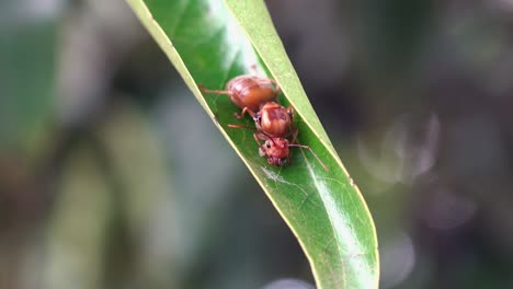 Tiro-Medio-De-Una-Reina-Hormiga-Tejedora-Muerta-En-Una-Hoja-Verde