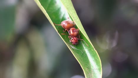 tiro medio de una reina hormiga tejedora muerta en una hoja verde