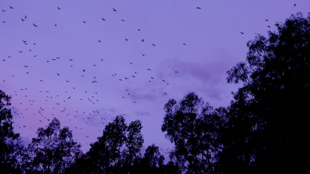 carnarvan national park queensland australia에서 수천 마리의 박쥐가 황혼에 하늘로 날아갑니다.