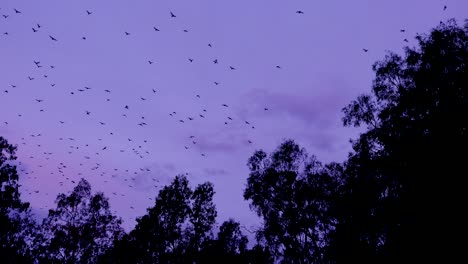 thousands of bats take to sky in flight at dusk in carnarvan national park queensland australia