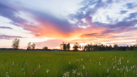 White-and-purple-small-spring-flowers-in-tall-grass-meadow-with-soft-orange-colors-on-the-clouds-as-sun-sets-in-Switzerland