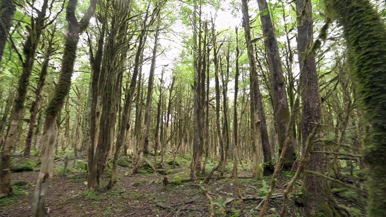Foresta verde lussureggiante con alberi muschiosi e fitto fogliame