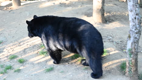 un oso negro camina durante un amanecer en un suelo de tierra en un bosque