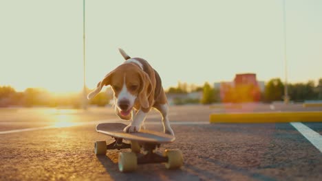 beagle dog rides skateboard at sunset in the parking