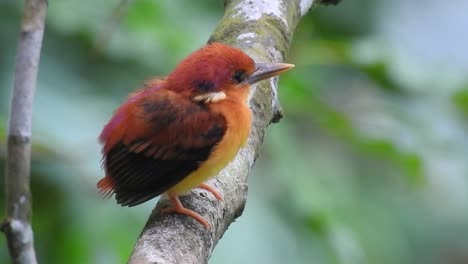 el lindo pescador de espalda rufiosa o pájaro ceyx rufidorsa asintió con la cabeza y hizo sonar su pico