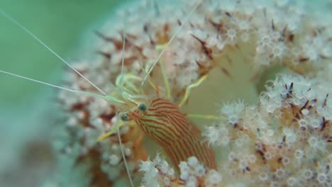 primer plano detallado de camarones limpiadores de caramelos de menta a rayas escondidos en coral blando